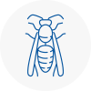 Minehead Wasp Nest Removal